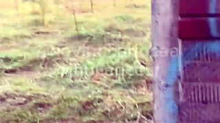 Trilha de eng goulart ends in outdoor orgy with big cocks and twinks