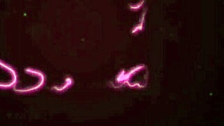 Using friend's dildo to avoid her husband, double penetrating ass and pussy