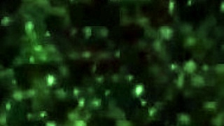 check out this russian amateur vika sucking big cock in a homemade interracial blowjob