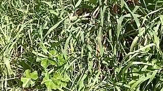 Il prato una grotta e gretala eccitata e sburrata