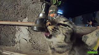 Gabriela Ramos fucks big cocks behind the cameras in carpentry.