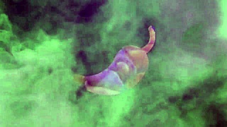 Latina milf takes a monster cock deep in her ass, begging for more while sucking and getting cum on huge tits.