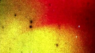 Yo, wanna watch Megan Porter show off that black-tgirl butt?