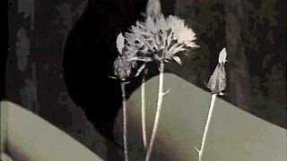 Is this vintage taboo family confession provocative