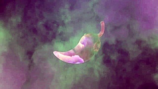 she says 'long anal on the horse, single, no dick, complete'