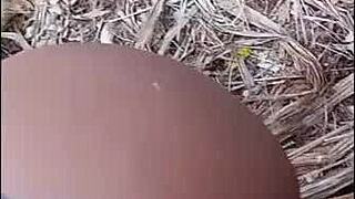 my brother's cuckold left so i fucked his wife