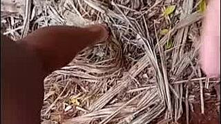 my brother's cuckold left so i fucked his wife