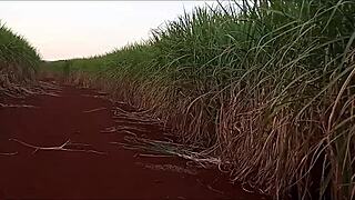 Amateur Brunette Gives Anal To Big Cock Professor