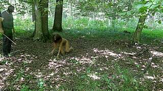 wanna see my chained slave workout nude?