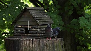 Ugh, sexy Amalia Davis distracted by boyfriend’s hot moves!