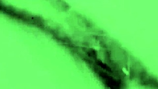 vintage porn with blowjobs stripteases clothes ripped undressing hairy pussy