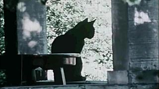 exploring vintage dragonfly in antique settings