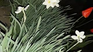 First I invited my neighbor to admire the flowers, then I fucked her mouth