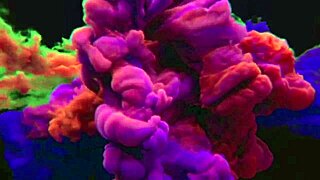 sao paulo guy sucked bianca greluda until orgasm, big pussy oral sex