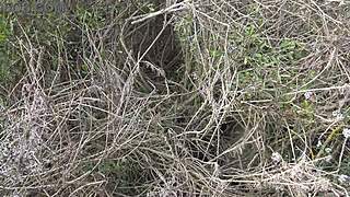 a french cuckold stepmom shows off her hairy pussy while pissing for him to watch
