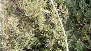 Hey, wanna see stepmom strip panties and suck cock on the beach?