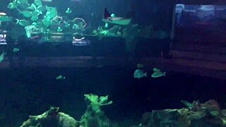 Young Gina Gerson Seeks Hardcore Sex In Mexico