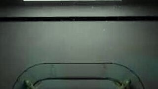 Harley stars in wild 3D hentai with monster cock and big tits action