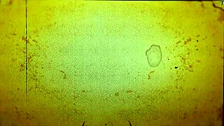 Valentina Palermo gives an outdoor blowjob to Andrea Diprè in a daring public display. It’s wild to watch!