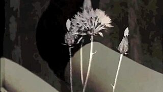 dark lantern entertainment brings steamy vintage porn from the steam age. a retro journey into hairy desires awaits you.