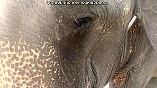 Blowjob as holiday punishment.