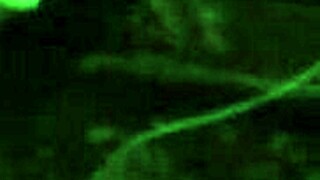 sherytiffany tiffany ladyboy riding bareback in colombian scene