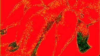 Co je tak zvláštního na této vintage erotické ilustraci?