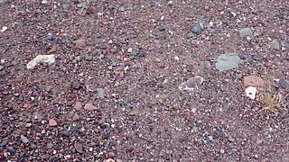 Guest gets doggystyle action after party