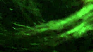 kingdinglong scores a wild bbc gumjob from mature white cougar