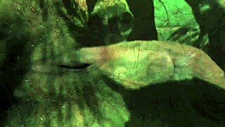 Vintage Taboo Pussy Play with Hairy Retro Babe Bent Over in Doggy Style