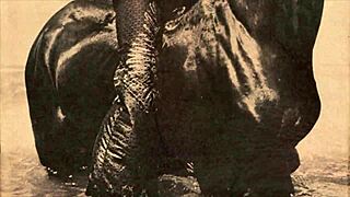 Vintage Taboo Pussy Play with Hairy Retro Babe Bent Over in Doggy Style