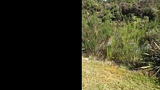 Trashy Kiwi MILF pissing on the roadside with traffic coming 😏