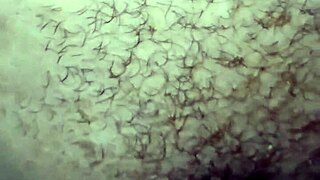 Sofro demais para deixar os homens satisfeito aguento no cu caladinha