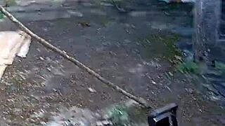 leite e boquete no quintal