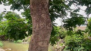 an adventure in the forest with amateurs worshipping big ass and tits outdoors