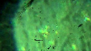 here's more of my cum, will it reach to impregnate you