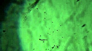 here's more of my cum, will it reach to impregnate you