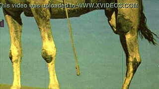 dark lantern entertainment presents women with animals