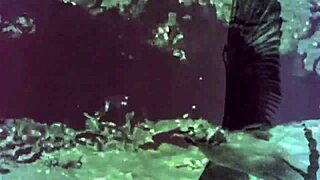 dark lantern entertainment presents women with animals