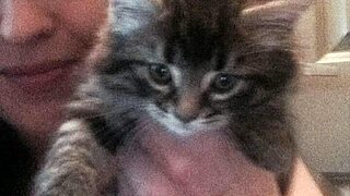 Kandy Kane's big tits bounce during deepthroat blowjob as BBW housewife 😍