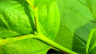 i spy on my neighbor masturbating in the daisies - girls fly orgasm