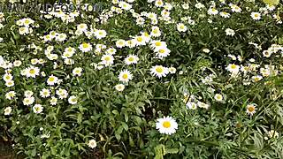 i spy on my neighbor masturbating in the daisies - girls fly orgasm