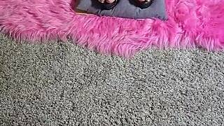 Bound Babe Balances Precariously on Spikey Stilettos in Fetish Tease