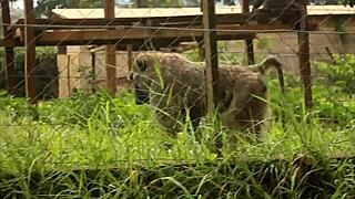 colleague fucks wife and husband in african adultery