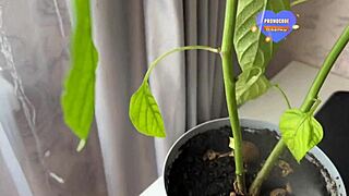 Watch this real homemade sex of a married couple fucking hard