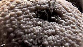 Latina girl explains ablative case of testicles in latin