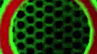 damn vicky vette's strippin rips clothes showin juicy muff big tits clit