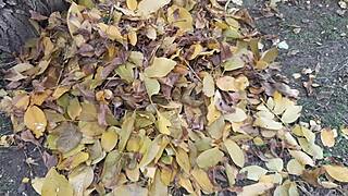 our autumn days unfold romantically in hut with illusion girls