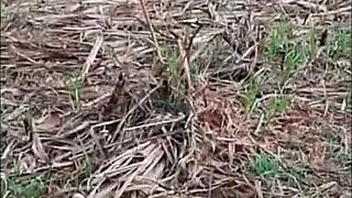 Pequena caipira's tight teen anal assfucked hard by huge black cock in Brazilian canavial funk