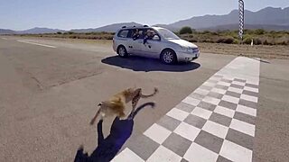 worlds fastest car battles cheetah speed
